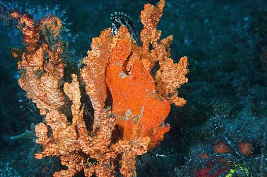 橙色,襞鱼,海绵,水下,北苏拉威西省,苏拉威西岛,印度尼西亚