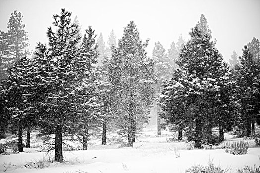 黑色,白色,雪,树林,冬天,里诺,内华达,美国