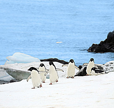 巴布亚企鹅,北极圈,海洋,栖息地,靠近,乐园,港口,南极
