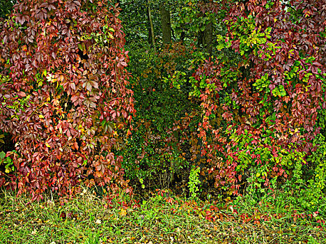 秋叶,靠近,施佩萨特,巴伐利亚,德国