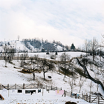 乡村,冬天,衣服,线条,绵羊,地点,雪,山坡,马拉穆列什,罗马尼亚,十二月,2004年