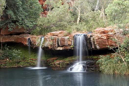 瀑布,蕨类,水池,峡谷,卡瑞吉尼国家公园,区域,西澳大利亚