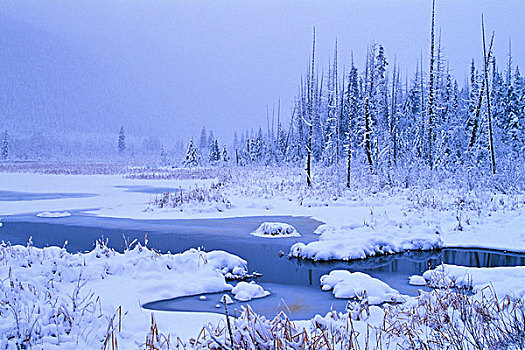 冬天,湿地,不列颠哥伦比亚省,加拿大