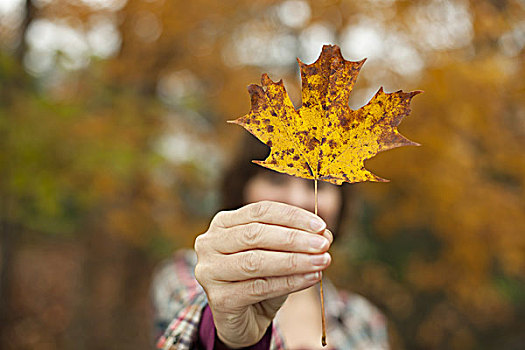 树林,女人,拿着,秋天,叶子,枫叶,手
