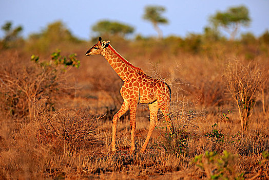 南方长颈鹿,长颈鹿,小动物,走,干燥,克鲁格国家公园,南非,非洲