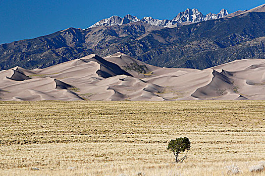 孤树,后面,山,沙丘,国家公园,保存,科罗拉多,美国,北美
