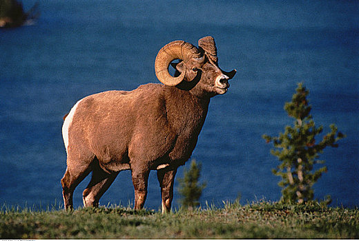 大角羊,落基山脉,碧玉国家公园,艾伯塔省,加拿大
