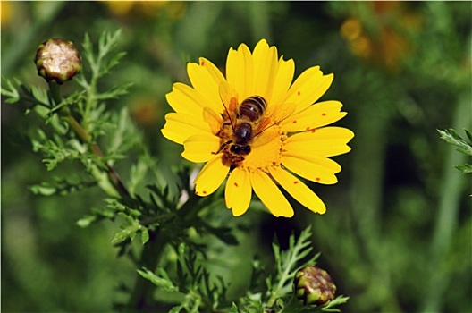 蜜蜂,野花
