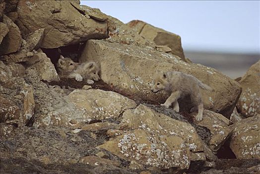 北极狼,狼,幼仔,巢穴,艾利斯摩尔岛,加拿大