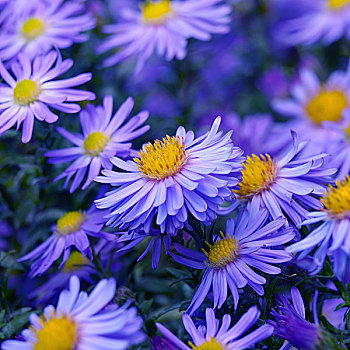 紫罗兰,紫苑属,花,上方,鲜明,背景