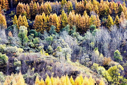 在河北省张家口市崇礼区拍摄的五彩斑斓的山间林木景色