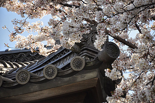 日本东京国立博物馆日本樱花