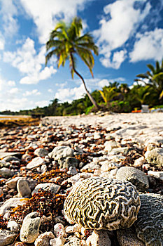 特写,脑珊瑚,珊瑚,海滩,椰树,背景,蓝天,云,墨西哥