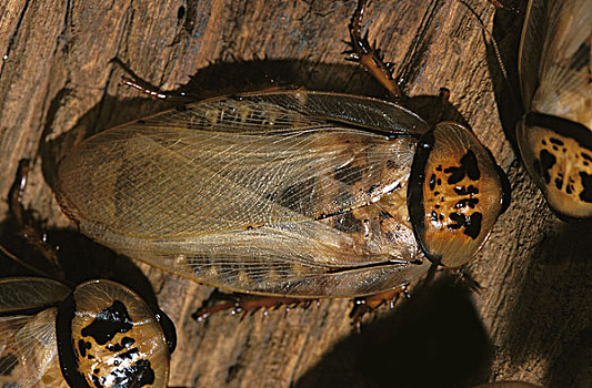 蟑螂,西印度群島