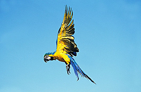 蓝黄金刚鹦鹉,黄蓝金刚鹦鹉,成年,蓝天