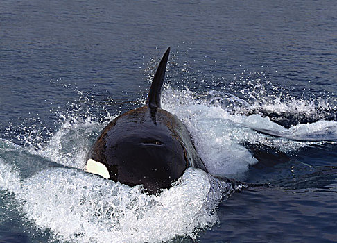 逆戟鲸,水面