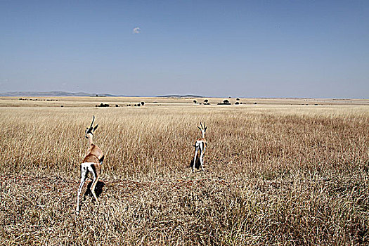 肯尼亚非洲大草原羚-奔跑
