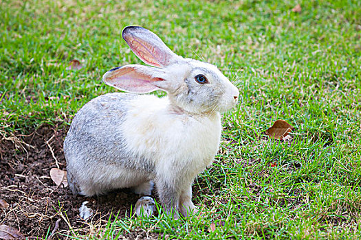 灰色,白色,兔子,坐,青草,草地