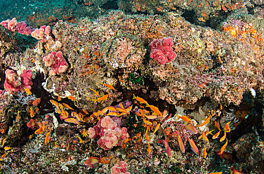 软珊瑚,珊瑚鱼,阿里瓦沙洲,南非