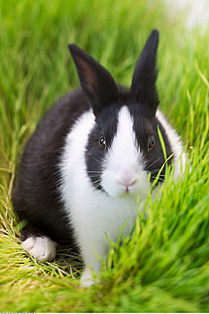 肖像,兔子