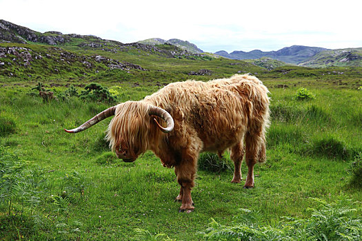 雄性,苏格兰,高原牛,大,牛角