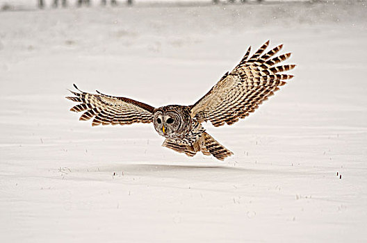 横斑林鸮,抓住,老鼠,雪,安大略省,加拿大,冬天