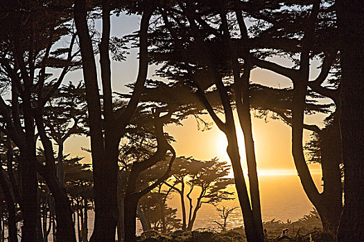 日落,上方,海洋,树,天涯,旧金山,加利福尼亚,美国