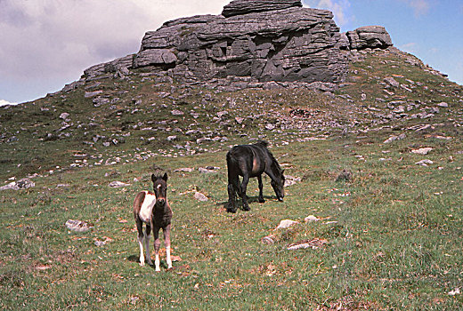 达特姆尔高原,小马,花冈岩,石头,德文郡,20世纪,艺术家