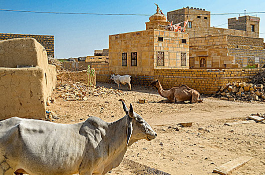 牛,骆驼,房子,拉贾斯坦邦,印度