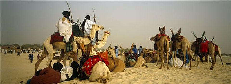 马里,靠近,通布图,柏柏尔人,男人,骆驼,聚集,节日,沙漠