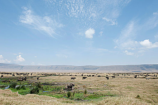 大,牧群,南非水牛,非洲水牛,草地,火山口,恩格罗恩格罗,保护区,塞伦盖蒂国家公园,坦桑尼亚,东非,非洲