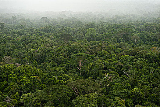 雨林,圭亚那