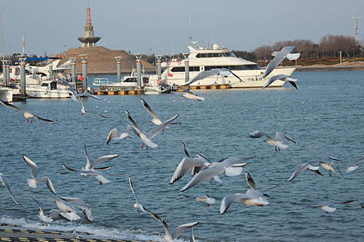 山东省日照市,上千只海鸥云集世帆赛基地,市民自发投喂感受美好生态