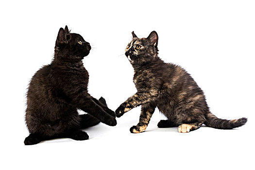 黑色,英国短毛猫,家猫,2个月,小猫,玩,白色背景