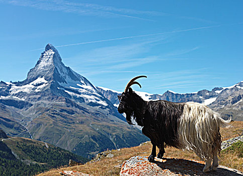 石山羊,雪羊,站立,石头,山脉,背景,山,马塔角,策马特峰,瓦萊邦,瑞士