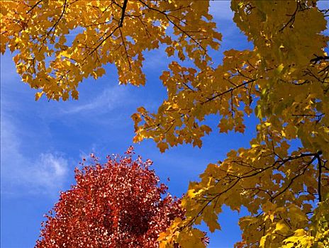 秋叶,蓝天,魁北克,加拿大