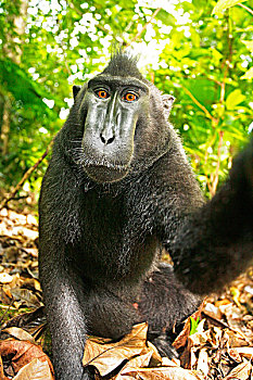 亚洲,印度尼西亚,苏拉威西岛,黑色,短尾猿,弥猴属,自拍,摄影,线缆,摄影师,猴子,只有