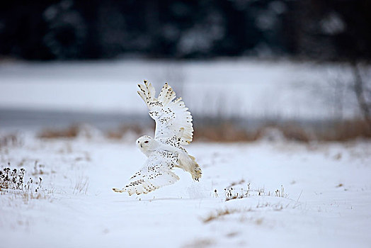 雪鹄,雪鸮,成年,飞,冬天,雪,高地,捷克共和国,欧洲