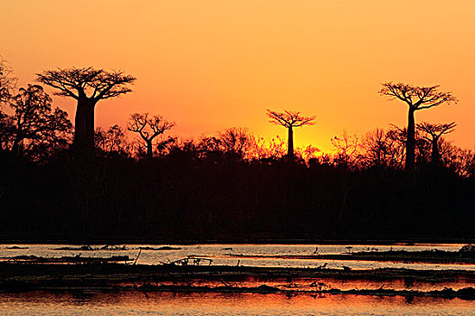 日落,上方,水,猴面包树,穆龙达瓦,马达加斯加,非洲