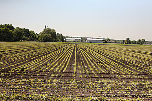 农田,安大略省,加拿大