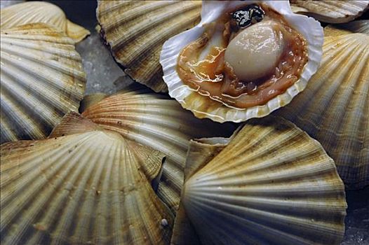壳,大海扇蛤,市场,威尼斯,意大利,欧洲