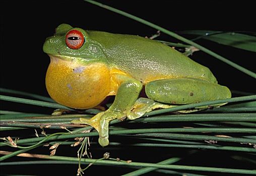 澳大利亚人,红眼树蛙,国家公园,澳大利亚