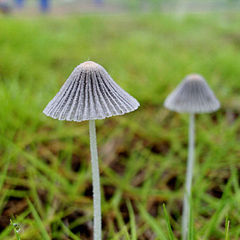 伞状蘑菇图片