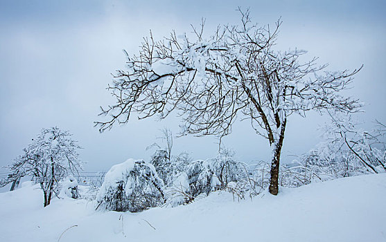 西岭雪山大雪的美丽风景