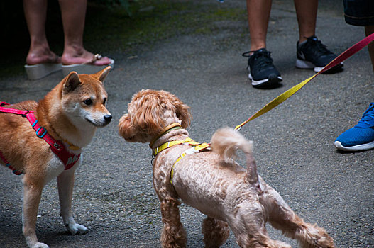 路上相遇的两只狗秋田狗与贵宾狗相互的看着