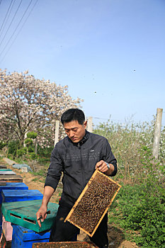 山东省日照市,为了一个共同爱好,哥俩和小蜜蜂一起追赶春天