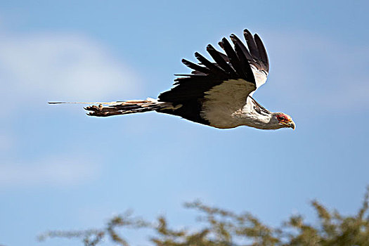 蛇鹫,飞行,塞伦盖蒂,坦桑尼亚,非洲