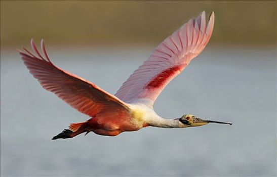 粉红琵鹭,飞跃,海洋