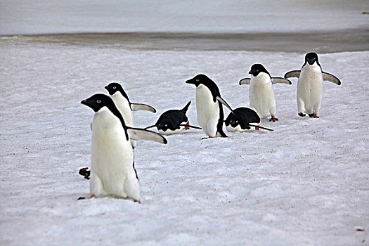 阿德利企鹅,冰原,保利特岛,南极