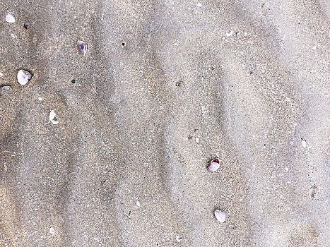 海螺壳,蜗牛,沙滩